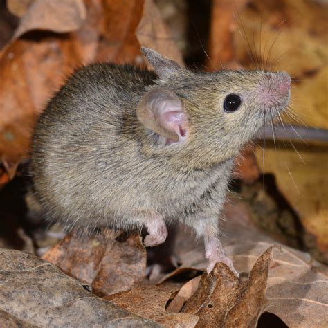 Australian House Mouse Identification Characteristics And More