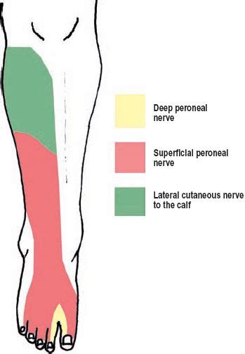 The motor fibers to the hamstring muscles are. Image result for sensation of dorsum of foot | Anatomy ...