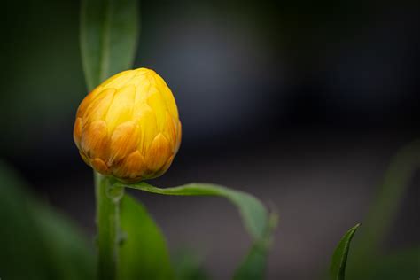 Flower Bud Budding Free Stock Photo Public Domain Pictures