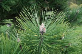 The benefit of a pine is obvious: Angiosperms vs Gymnosperms - Difference and Comparison ...