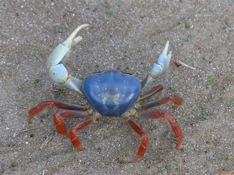 Colorful Crab Pacific Land Crab Cardisoma Armatum Ca Flickr