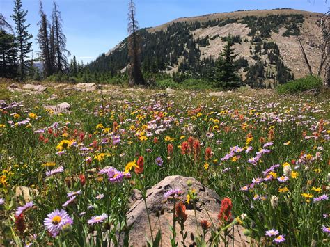 Wildflowers In The Uinta Mountains Utah Op 3264x2448 Wild