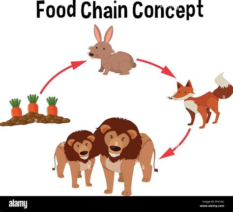 food chain concept diagram illustration stock vector image and art alamy