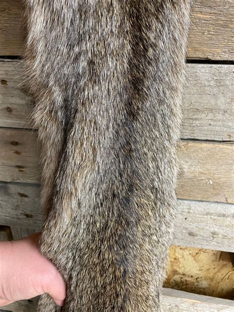Minnesota Bobcat Pelt Wall Hanger Quality Fur Soft Tanned Etsy