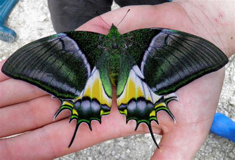 Rare Or Endangered Butterflies Rpics