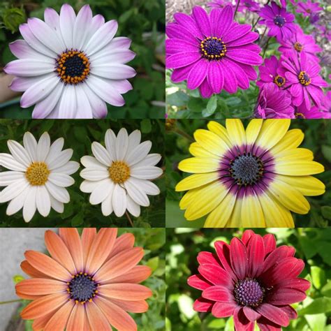 Blue Eyed Beauty African Daisy Facts African Daissy Blog