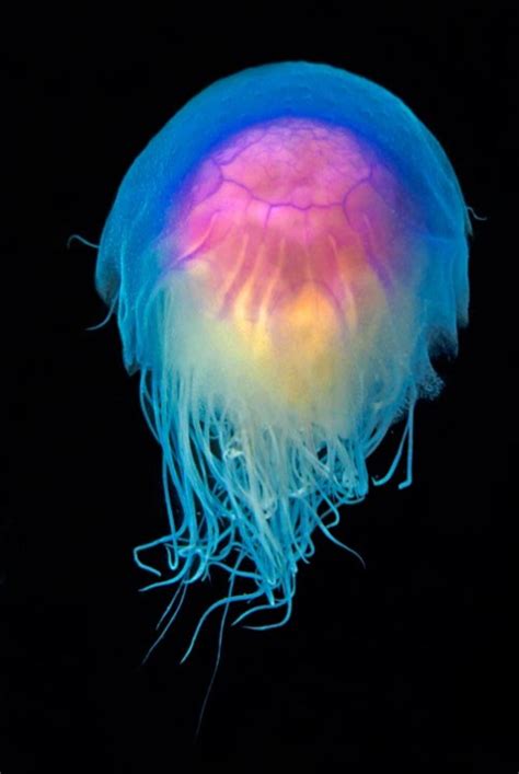 Beautiful Dark Underwater Blue Colorful Jellyfish Glowing