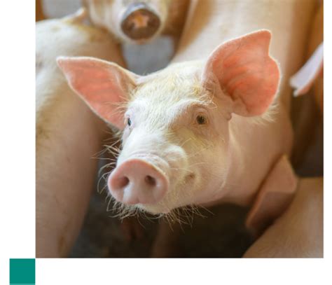 Pleuroneumonía Porcina Global Swine
