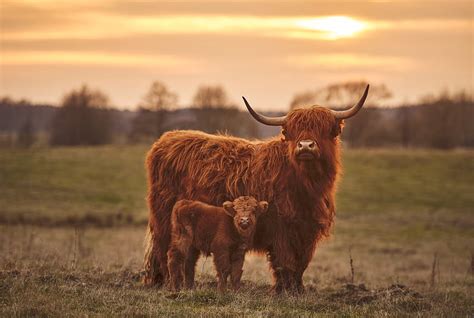 Top 61 Highland Cow Wallpaper Incdgdbentre