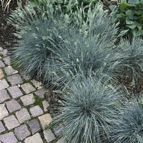 Blue Fescue Seeds For Planting Ornamental Grass For Xeriscape Landscaping