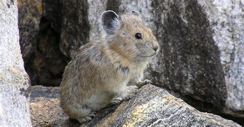 Protections Rejected For American Pika Other Species The Seattle Times
