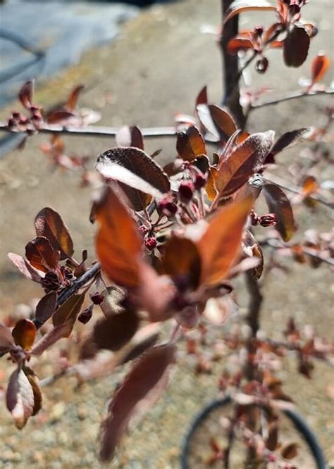 Malus Profusion Crab Apple 8 Pot Hello Hello Plants And Garden Supplies