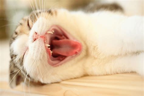 A small tray, with toothpaste and toothbrush is in front of her, close to the sink. Chew On These Tasty Morsels About Kitten Teeth - CatGazette