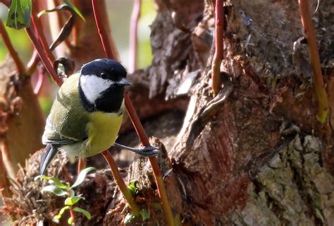 Freie kommerzielle nutzung keine namensnennung bilder in höchster qualität. Gartenvögel Kohlmeise Foto & Bild | natur, vogel, tiere ...