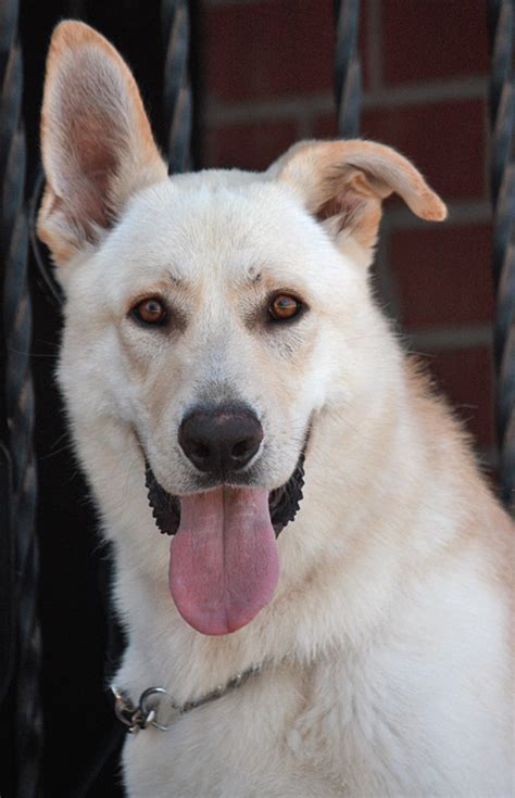 Beautiful coats, disposition, and conformation. Westside German Shepherd Rescue of Los Angeles