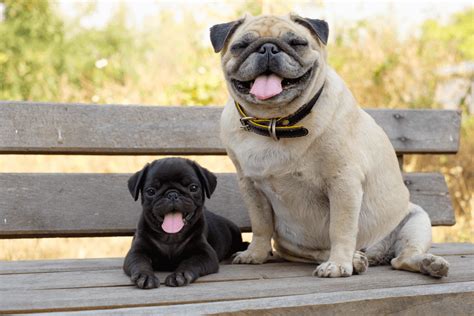 We did not find results for: Best Quality Pug Puppy for Sale Singapore (April 2021)
