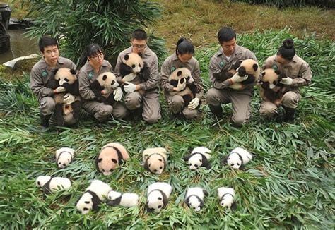 36 Cute Baby Pandas Make Debut At Chinas Breeding Centers News Zee