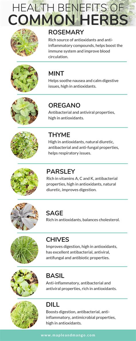 Common Herbs And Uses
