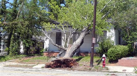 When Will My Tree Fall On My House Tree Care Tips