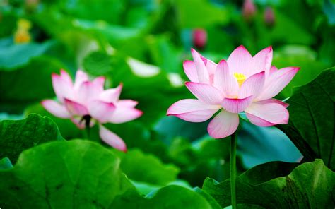 Lotus Hd Wallpaper 73 Images