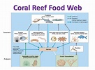 Coral reef food web, Food web, Coral reef