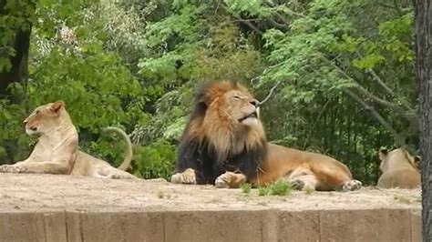 The Lions At The Smithsonian National Zoological Park In