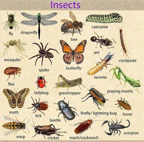 Insects Insectos En Ingles Vocabulario En Ingles Imagenes Ingles