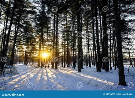 Winter Pines Sunrise Stock Photo Image Of Sunset Snow 51336632
