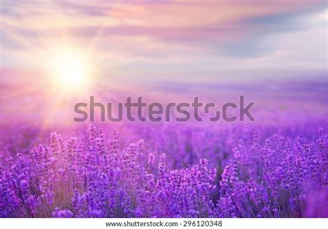 Sunset Over Violet Lavender Field Provence Stock Photo Edit Now 296120348
