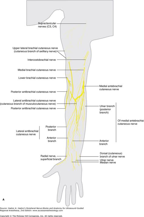 Chapter 17 Cutaneous Nerve Blocks Of The Upper Extremity Hadzics