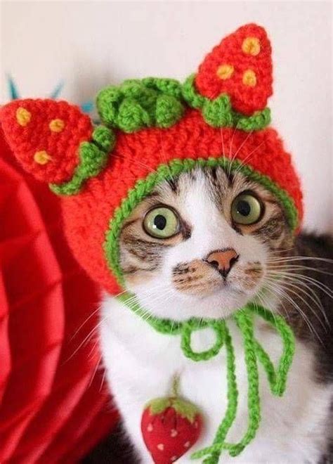 My World of Colours — cuteandadorable: Strawberry kitty. | Crochet cat