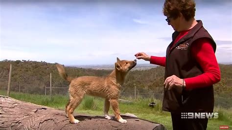 Stray Australian Puppy Found To Be 100 Percent Endangered Dingo Ecowatch