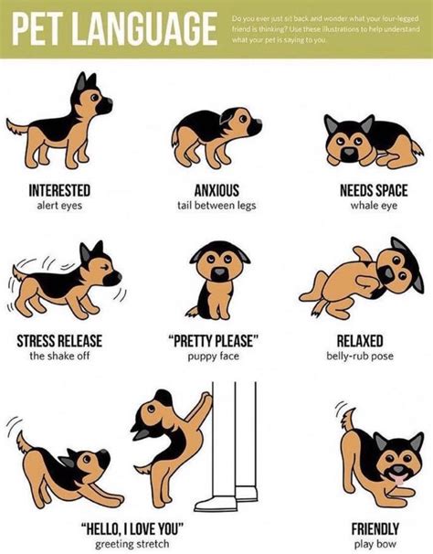 Good Way To Get To Know Your Dogs Behavior Rcoolguides