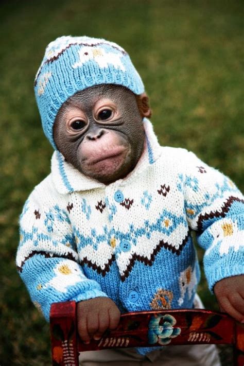 Orangutan Baby In Blue Animals And Pets Funny Animals Exotic Animals
