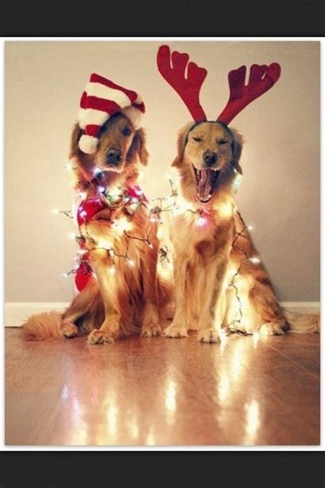 Xmas Puppies Christmas Dog Cute Animals Cute Dogs