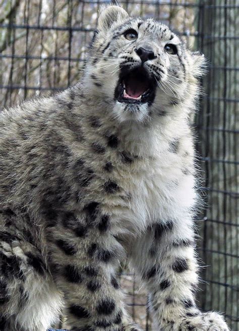 Snow Leopard Stock 28 Cub By Hotnstock On Deviantart