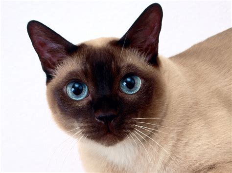Beautiful Siamese Cat Closeup Wallpapers And Images Wallpapers Pictures Photos