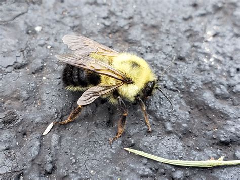 Maryland Biodiversity Project Two Spotted Bumble Bee Bombus Bimaculatus