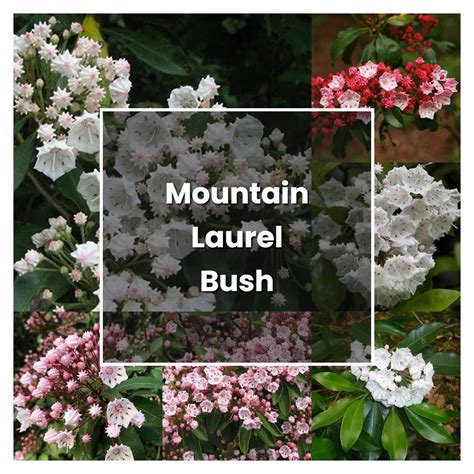 How To Grow Mountain Laurel Bush Plant Care And Tips Norwichgardener