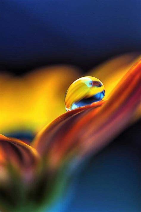 Macro Photogrophy Of A Water Drop On A Petal Nature Photographs