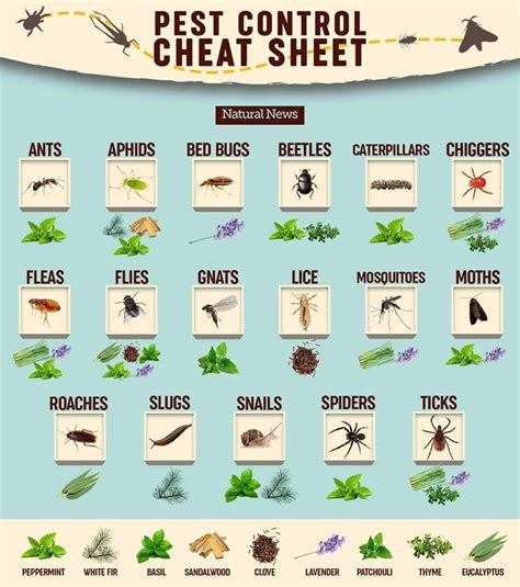 Pest Control Cheat Sheet With Images Plants That Repel Bugs Garden