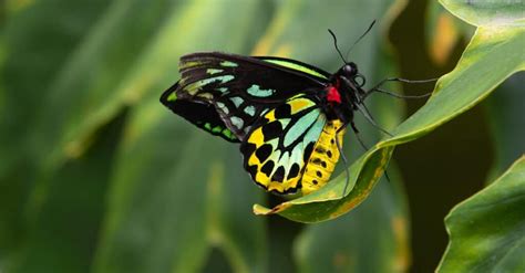 8 Most Unique Butterflies In The World A Z Animals