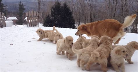 Golden Retriever Mommy Playing With Her Nine Puppies In The Snow