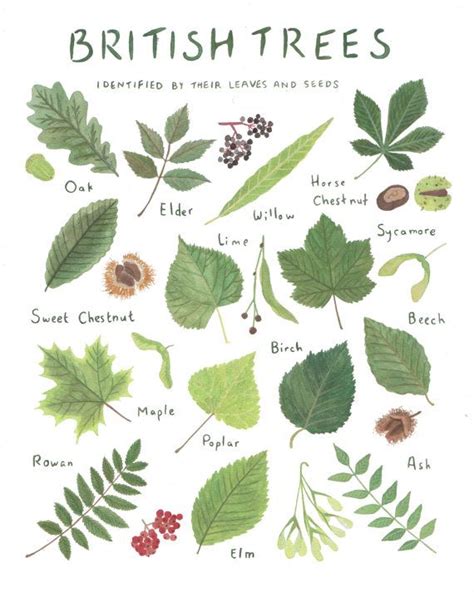 British Trees Identified By Their Leaves And Seeds By Cathyeliot Tree