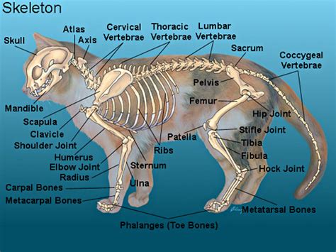 They walk directly on their toes, with the bones of their feet making. Links to Pictures on the Physiology of Cats