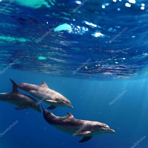 Three Dolphins Swimming Underwater — Stock Photo © Vitaliysokol 13898265
