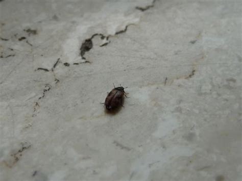 Entgegen ihrem namen fressen die kleinen käfer nicht nur raps, sondern auch andere kreuzblütler. kleine Käfer auf der Fensterbank (Ungeziefer)