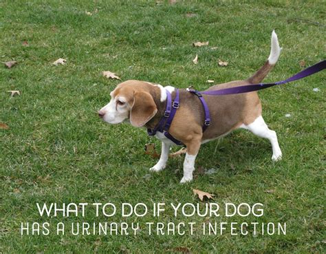 Home Remedies For Dogs With Urinary Tract Infections Pethelpful