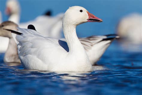 Snow Goose Anser Caerulescens Info Details Facts And Images