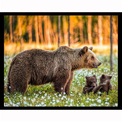 Mama Bear And Cubs Night Light Designs